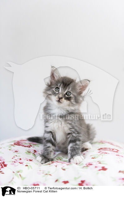 Norwegische Waldkatze Ktzchen / Norwegian Forest Cat Kitten / HBO-05711