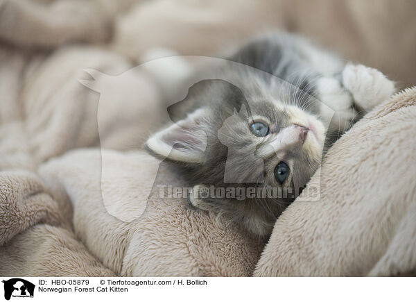 Norwegian Forest Cat Kitten / HBO-05879