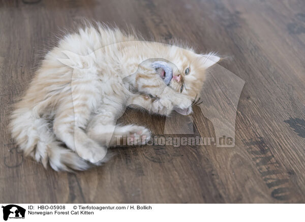 Norwegian Forest Cat Kitten / HBO-05908