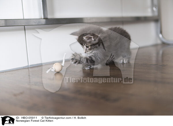 Norwegische Waldkatze Ktzchen / Norwegian Forest Cat Kitten / HBO-05911