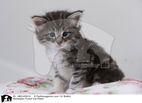 Norwegian Forest Cat Kitten / HBO-05914