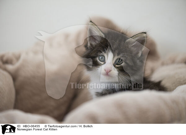Norwegian Forest Cat Kitten / HBO-06455
