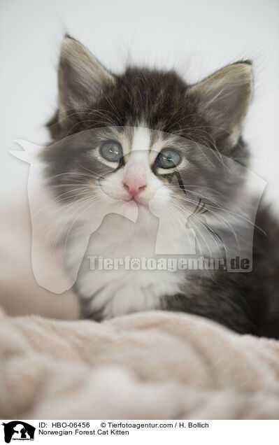 Norwegian Forest Cat Kitten / HBO-06456