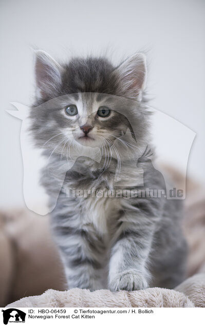 Norwegische Waldkatze Ktzchen / Norwegian Forest Cat Kitten / HBO-06459