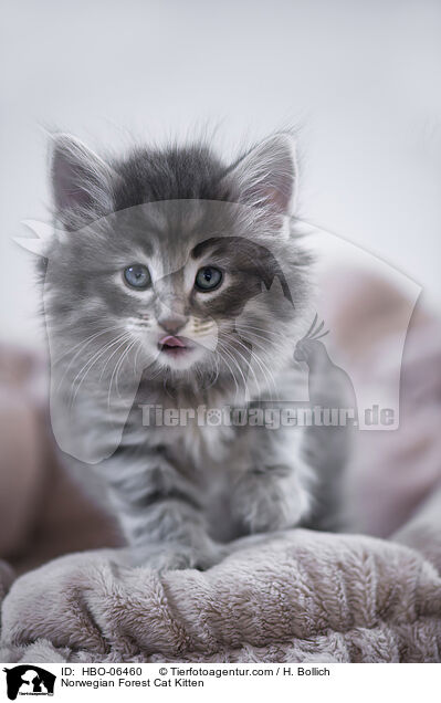 Norwegian Forest Cat Kitten / HBO-06460