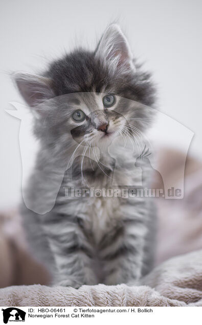 Norwegische Waldkatze Ktzchen / Norwegian Forest Cat Kitten / HBO-06461