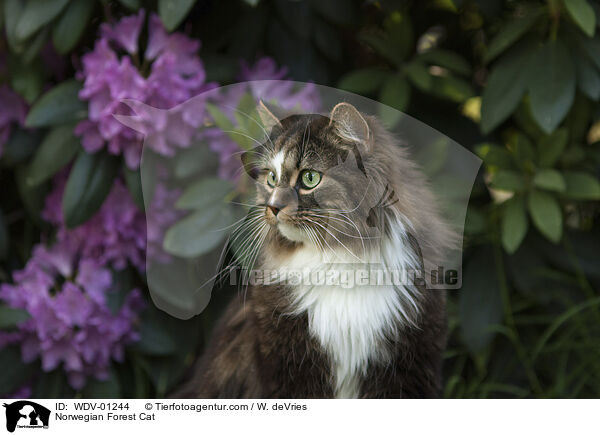 Norwegische Waldkatze / Norwegian Forest Cat / WDV-01244