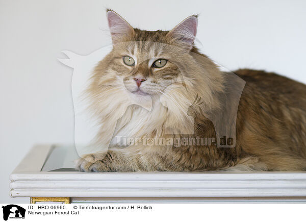 Norwegische Waldkatze / Norwegian Forest Cat / HBO-06960