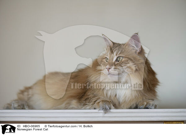 Norwegische Waldkatze / Norwegian Forest Cat / HBO-06965