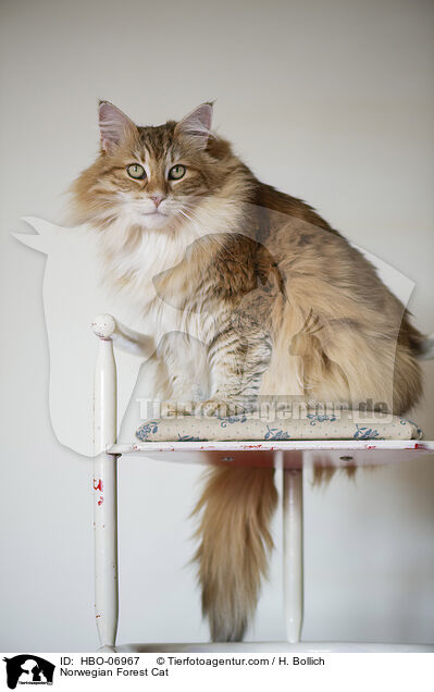 Norwegische Waldkatze / Norwegian Forest Cat / HBO-06967