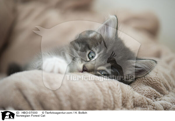 Norwegische Waldkatze / Norwegian Forest Cat / HBO-07000