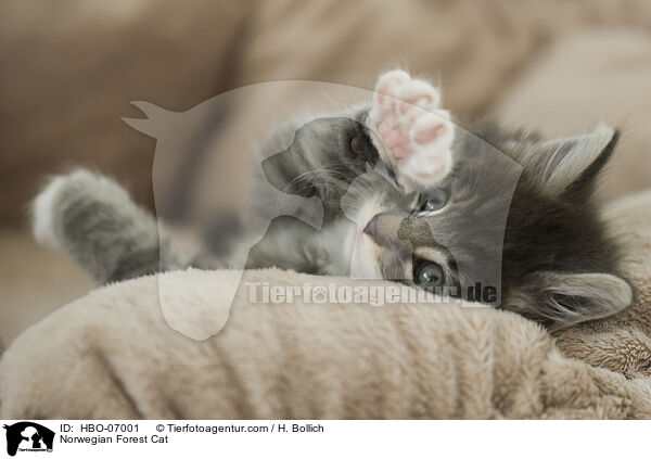 Norwegische Waldkatze / Norwegian Forest Cat / HBO-07001
