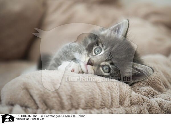 Norwegische Waldkatze / Norwegian Forest Cat / HBO-07002