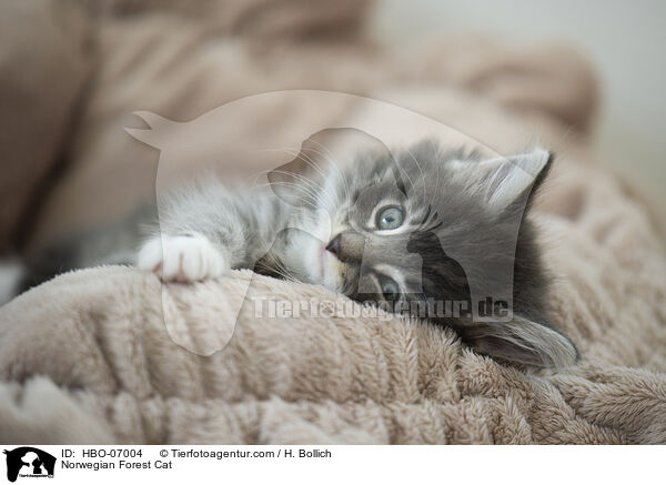 Norwegische Waldkatze / Norwegian Forest Cat / HBO-07004