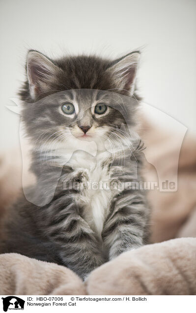 Norwegische Waldkatze / Norwegian Forest Cat / HBO-07006