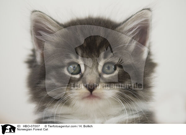Norwegische Waldkatze / Norwegian Forest Cat / HBO-07007