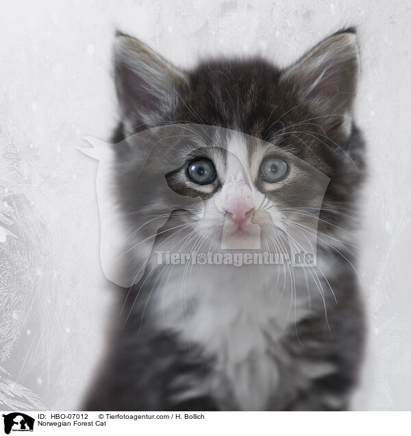 Norwegische Waldkatze / Norwegian Forest Cat / HBO-07012