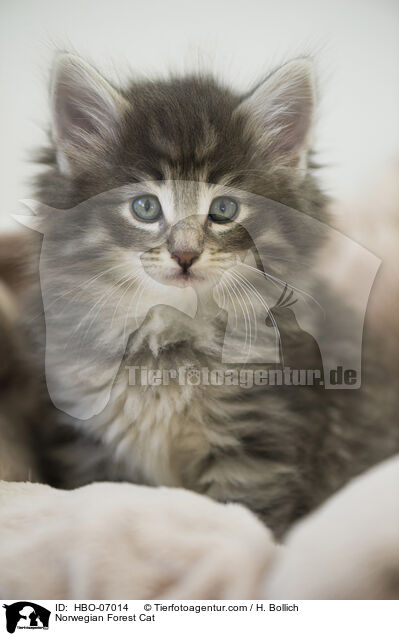 Norwegische Waldkatze / Norwegian Forest Cat / HBO-07014