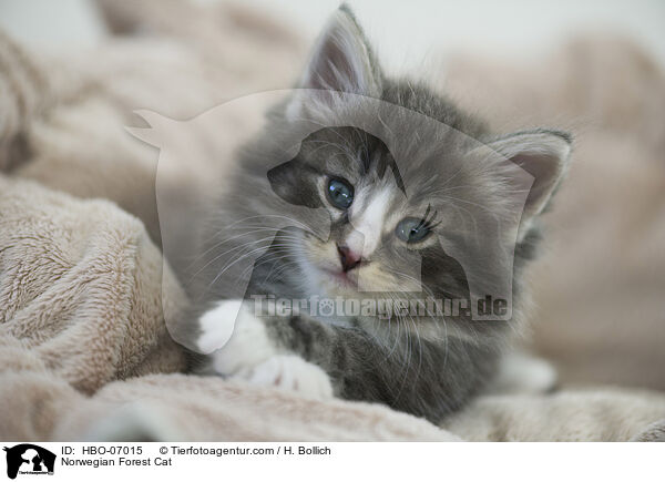 Norwegische Waldkatze / Norwegian Forest Cat / HBO-07015