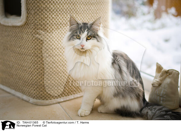 Norwegische Waldkatze / Norwegian Forest Cat / TAH-01365