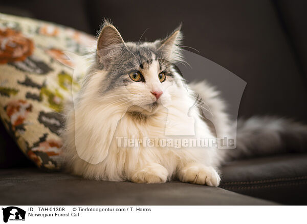 Norwegische Waldkatze / Norwegian Forest Cat / TAH-01368