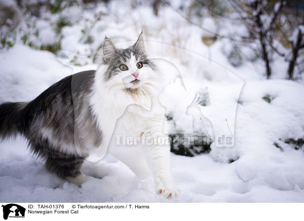 Norwegische Waldkatze / Norwegian Forest Cat / TAH-01376