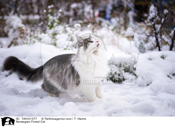 Norwegische Waldkatze / Norwegian Forest Cat / TAH-01377