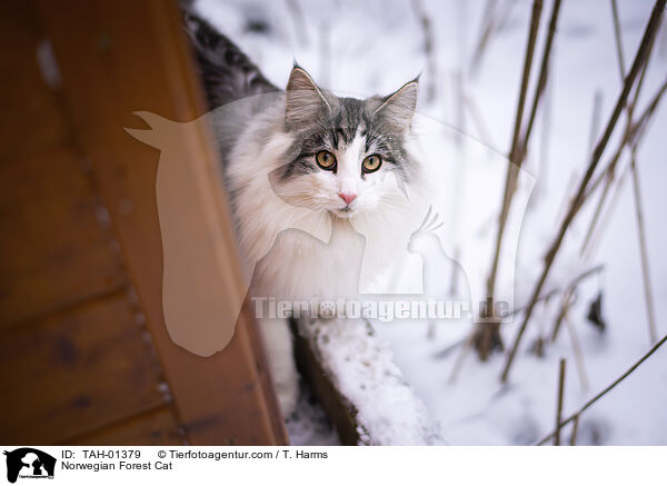 Norwegische Waldkatze / Norwegian Forest Cat / TAH-01379