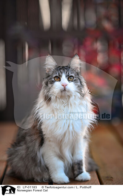 Norwegische Waldkatze / Norwegian Forest Cat / LP-01183