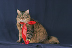 Norwegian Forest Cat