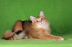 lying Norwegian Forest Cat