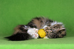 playing Norwegian Forest Cat