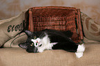 lying Norwegian Forest Cat in basket