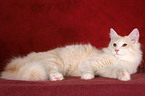 lying Norwegian Forest Cat