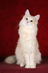 sitting Norwegian Forest Cat