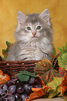 Norwegian Forest Kitten in basket