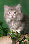 Norwegian Forest Kitten