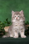 sitting Norwegian Forest Kitten