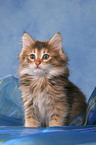 sitting Norwegian Forest Kitten