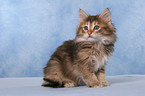 sitting Norwegian Forest Kitten