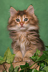 Norwegian Forest Kitten