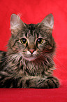 lying Norwegian Forest Cat