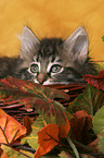 Norwegian Forest Kitten Portrait