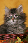 Norwegian Forest Kitten Portrait