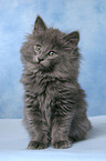 sitting Norwegian Forest Kitten