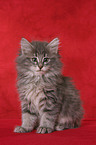 sitting Norwegian Forest Kitten