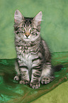 sitting Norwegian Forest Kitten