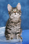 sitting Norwegian Forest Kitten