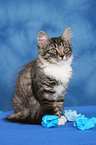 sitting Norwegian Forest Kitten