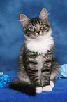 sitting Norwegian Forest Kitten